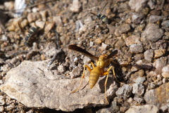 Polistes flavus