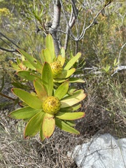 Leucadendron gandogeri