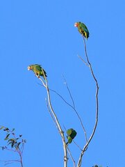 Amazona leucocephala