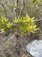 Leucadendron gandogeri