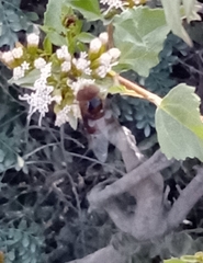 Copestylum mexicanum