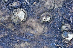 Astraeus hygrometricus