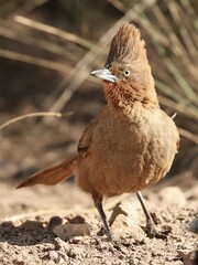 Pseudoseisura lophotes