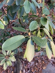 Rhododendron catawbiense