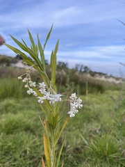 Gomphocarpus