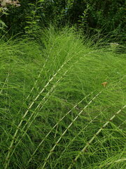 Equisetum telmateia telmateia