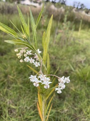 Gomphocarpus