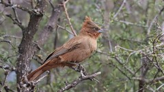 Pseudoseisura lophotes