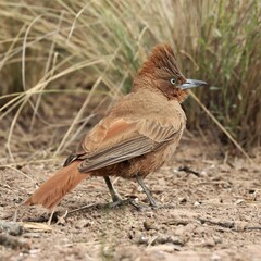 Pseudoseisura lophotes