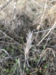 Bromus madritensis