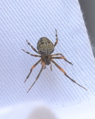 Araneus pegnia
