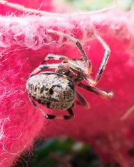 Araneus pegnia