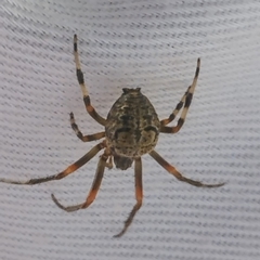 Araneus pegnia