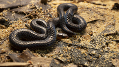 Calamaria pavimentata