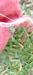Araneus pegnia