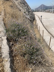 Malesherbia linearifolia