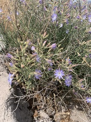 Malesherbia linearifolia