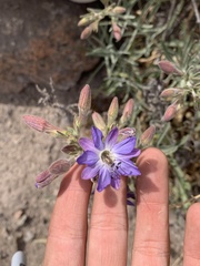 Malesherbia linearifolia