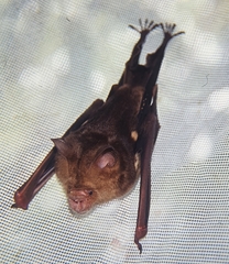 Hipposideros diadema