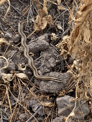 Philodryas chamissonis