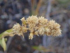 Solidago capulinensis