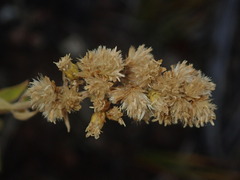 Solidago capulinensis