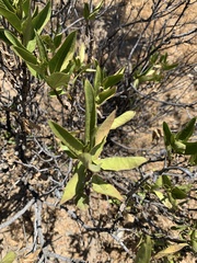 Flourensia thurifera