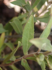 Solidago capulinensis