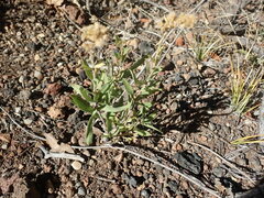 Solidago capulinensis