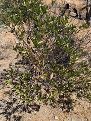 Flourensia thurifera