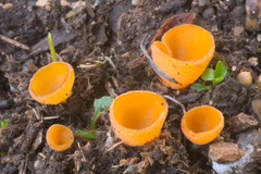 Pseudaleuria fibrillosa