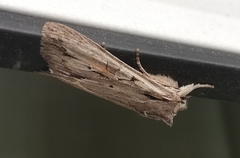 Lithophane leautieri