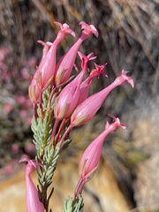 Erica junonia minor