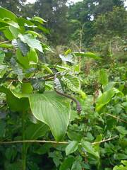 Philothamnus thomensis