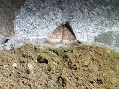 Larentia clavaria