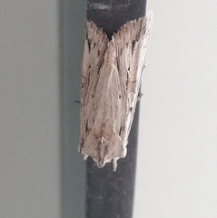 Lithophane leautieri