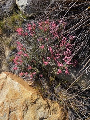 Erica junonia minor