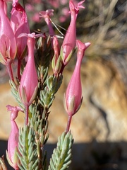 Erica junonia minor