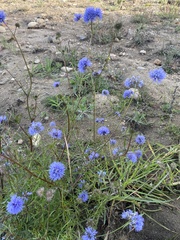 Gilia capitata
