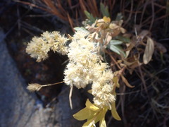Solidago capulinensis