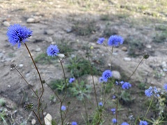 Gilia capitata