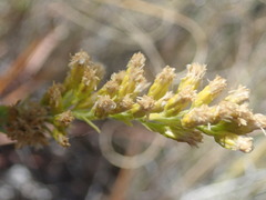 Solidago capulinensis