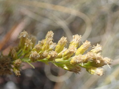 Solidago capulinensis