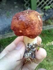 Xanthoconium purpureum