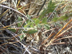 Solidago capulinensis