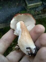 Xanthoconium purpureum