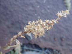 Solidago capulinensis