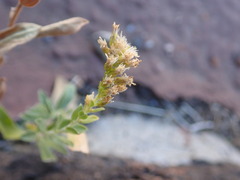 Solidago capulinensis