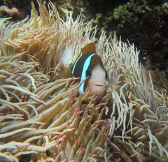 Heteractis crispa
