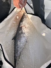 Scomberomorus maculatus